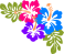 Ibiscus 4